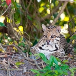 Ocelot_2009_0004.jpg