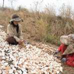 Cambodian women cutting cassava (tapioca) and spreading it along the road to dry under the strong sun of the dry season. Kingdom of Cambodia, Indochina, South East Asia