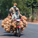 A scooter loaded with coconuts and human being! Kingdom of Cambodia, Indochina, South East Asia