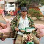 This time the scooter is carrying a couple of big and fat pigs for sale. Kingdom of Cambodia, Indochina, South East Asia