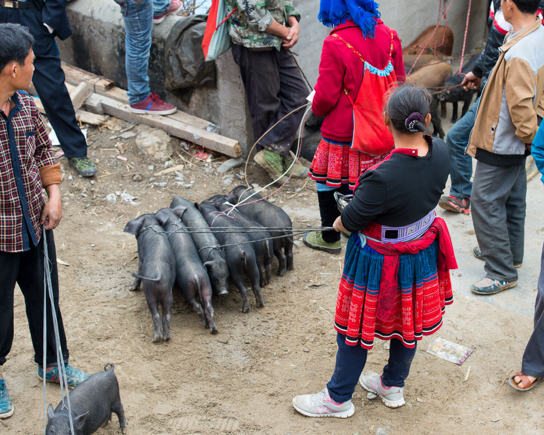 A woman from the Miao ethnic minority people selling alive piglets at the market in Jin Ping. Yunnan Province, China, Asia. Nikon D4, 24-120mm, f/4.0, VR