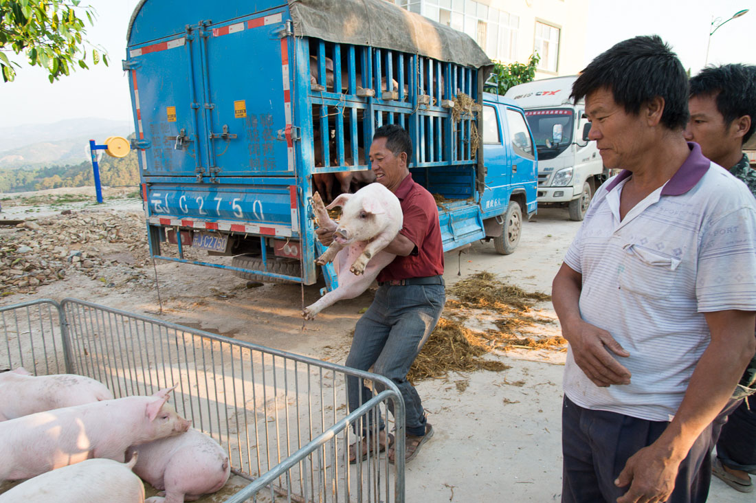 A man unloading alive pigs from a truck,  San Chun town market. Yunnan Province, China, Asia. Nikon D4, 24-120mm, f/4.0, VR