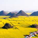 Infinite fields of yellow rapeseed flowers in Luo Ping County. Yunnan Province, China, Asia. Nikon D4, 24-120mm, f/4.0, VR