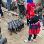 A woman from the Miao ethnic minority people selling alive piglets at the market in Jin Ping. Yunnan Province, China, Asia. Nikon D4, 24-120mm, f/4.0, VR