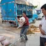 A man unloading alive pigs from a truck,  San Chun town market. Yunnan Province, China, Asia. Nikon D4, 24-120mm, f/4.0, VR