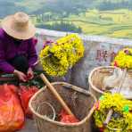 Han Chinese woman making wreaths from rapeseed flowers for Chinese tourists. Luo Ping County, Yunnan Province, China, Asia. Nikon D4, 24-120mm, f/4.0, VR