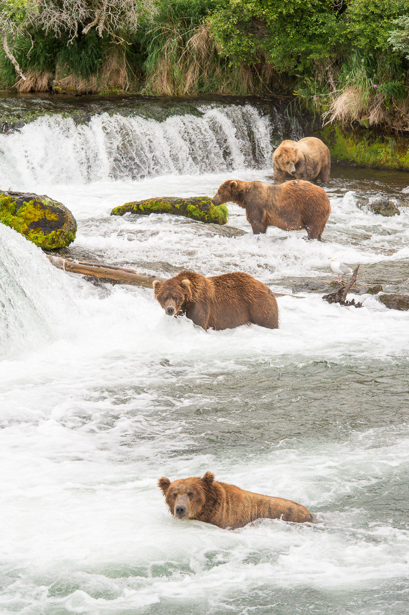 A group of Alaskan brown bears, Ursus artcos horribilis, fishing for sockeye salmons, Oncorhynchus nerka, at Brooks Falls in Katmai National Park, Alaska, USA. Nikon D4, 200-400mm, f/4.0, VR