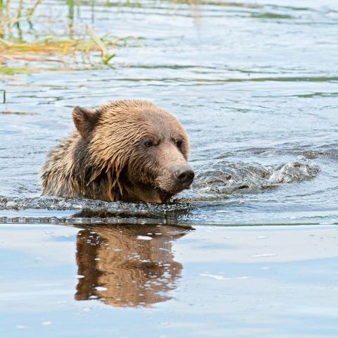 Grizzly bears