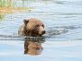Grizzly bears