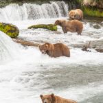 A group of Alaskan brown bears, Ursus artcos horribilis, fishing for sockeye salmons, Oncorhynchus nerka, at Brooks Falls in Katmai National Park, Alaska, USA. Nikon D4, 200-400mm, f/4.0, VR