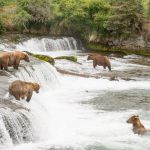 A group of Alaskan brown bears, Ursus artcos horribilis, fishing for sockeye salmons, Oncorhynchus nerka, at Brooks Falls in Katmai National Park, Alaska, USA. Nikon D4, 70-200mm, f/2.8, VR II