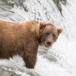 Alaskan brown bear, Ursus artcos horribilis, fishing for sockeye salmons, Oncorhynchus nerka, at Brooks Falls in Katmai National Park, Alaska, USA. Nikon D4, 200-400mm, f/4.0, VR