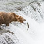 Alaskan brown bear, Ursus artcos horribilis, fishing for sockeye salmons, Oncorhynchus nerka, at Brooks Falls in Katmai National Park, Alaska, USA. Nikon D4, 200-400mm, f/4.0, VR