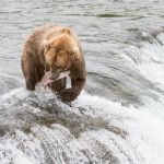 Alaskan brown bear, Ursus artcos horribilis, fishing for sockeye salmons, Oncorhynchus nerka, with a fresh catch at Brooks Falls in Katmai National Park, Alaska, USA. Nikon D4, 200-400mm, f/4.0, VR