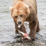 Alaskan brown bear, Ursus artcos horribilis, fishing for sockeye salmons, Oncorhynchus nerka, eating his catch at Brooks Falls in Katmai National Park, Alaska, USA. Nikon D4, 200-400mm, f/4.0, VR