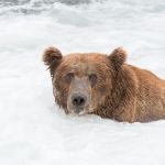 Alaskan brown bear, Ursus artcos horribilis, fishing in the jacuzzi for sockeye salmons, Oncorhynchus nerka, at Brooks Falls in Katmai National Park, Alaska, USA. Nikon D4, 200-400mm, f/4.0, VR