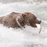 Alaskan brown bear, Ursus artcos horribilis, fishing in the jacuzzi for sockeye salmons, Oncorhynchus nerka, with a fresh catch at Brooks Falls in Katmai National Park, Alaska, USA. Nikon D4, 200-400mm, f/4.0, VR