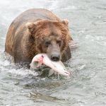 Alaskan brown bear, Ursus artcos horribilis, fishing in the jacuzzi for sockeye salmons, Oncorhynchus nerka, with a fresh catch at Brooks Falls in Katmai National Park, Alaska, USA. Nikon D4, 200-400mm, f/4.0, VR