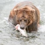 Alaskan brown bear, Ursus artcos horribilis, fishing in the jacuzzi for sockeye salmons, Oncorhynchus nerka, with a fresh catch at Brooks Falls in Katmai National Park, Alaska, USA. Nikon D4, 200-400mm, f/4.0, VR