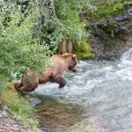 A female Alaskan brown bear, Ursus artcos horribilis, diving in the waters of Brooks River trying to catch sockeye salmons, Oncorhynchus nerka, in Katmai National Park, Alaska, USA. Nikon D4, 24-120mm, f/4.0, VR