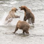 A female Alaskan brown bear, Ursus artcos horribilis, on the left, goes up against a malevolent male, her cub watching.  Brooks Falls in Katmai National Park, Alaska, USA. Nikon D4, 200-400mm, f/4.0, VR
