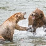 Two pugnacious males Alaskan brown bear, Ursus artcos horribilis, fighting for a  sockeye salmon, Oncorhynchus nerka, at Brooks Falls in Katmai National Park, Alaska, USA. Nikon D4, 200-400mm, f/4.0, VR