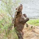 Large male Alaskan brown bear, Ursus artcos horribilis, standing up and happily scratching his back on a tree.  Brooks Falls in Katmai National Park, Alaska, USA. Nikon D4, 200-400mm, f/4.0, VR