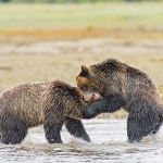 Grizzly_bears_2012_0024.jpg