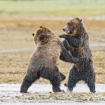 Grizzly_bears_2012_0030.jpg