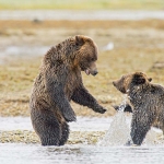 Grizzly_bears_2012_0034.jpg