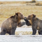 Grizzly_bears_2012_0037.jpg