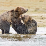 Grizzly_bears_2012_0041.jpg