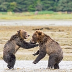 Grizzly_bears_2012_0045.jpg