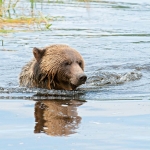 Grizzly bears