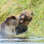 Grizzly_bears_2012_0056.jpg