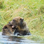 Grizzly_bears_2012_0058.jpg