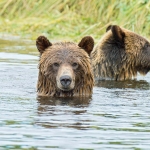 Grizzly_bears_2012_0062.jpg