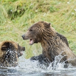 Grizzly_bears_2012_0066.jpg