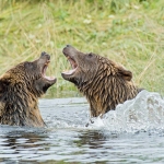 Grizzly_bears_2012_0068.jpg