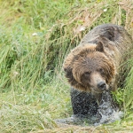 Grizzly_bears_2012_0071.jpg