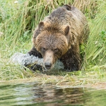 Grizzly_bears_2012_0073.jpg