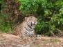 Jaguars