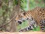 Wildlife
