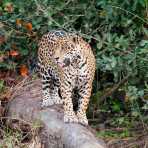 Jaguar_2009_0005.jpg