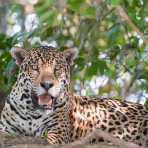 Jaguar_2009_0033.jpg