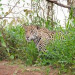 Jaguars Pantanal, Brazil