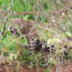 Jaguar_2009_0066.jpg