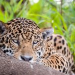 Jaguar, Pantanal, Brazil