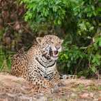 Jaguars Pantanal, Brazil