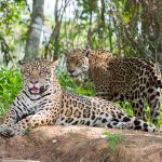 Jaguar, Pantanal, Brazil